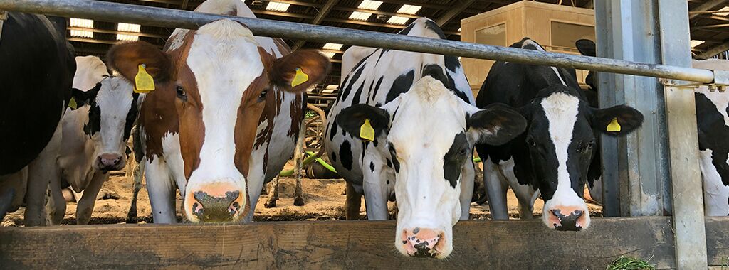 Cow Mattress Farm Mat
